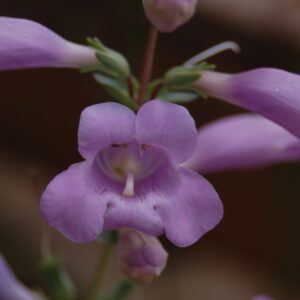 Penstemon grandiflorus