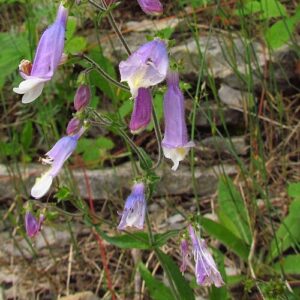 Penstemon hirsutus