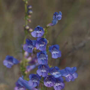 Penstemon speciosus