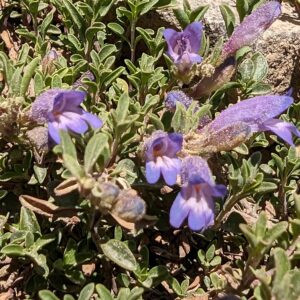 Penstemon teucrioides