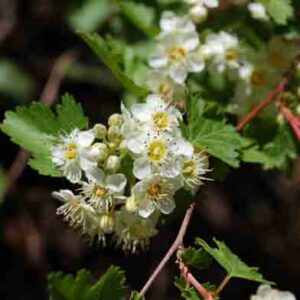 Physocarpus monogynus