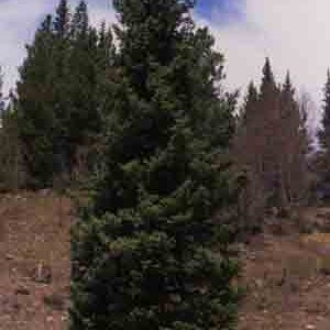 Picea engelmannii