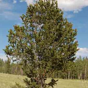 Pinus aristata