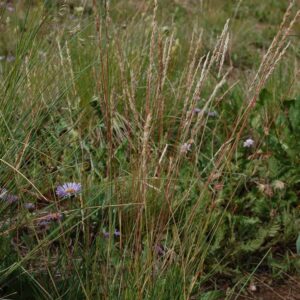 Montane Short Grasses