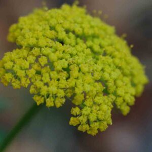 Pseudocymopterus montanus