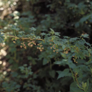 Ribes montigenum