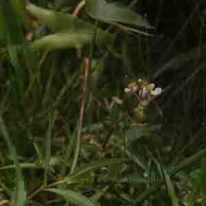 Sagittaria latifolia