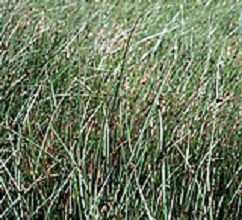 Schoenoplectus americanus