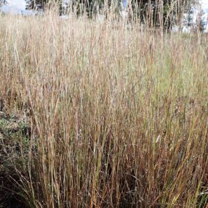 Schizachyrium scoparium