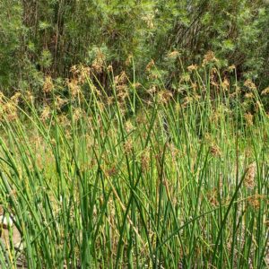 Schoenoplectus tabernaemontani