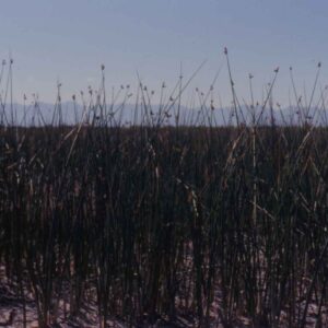 Schoenoplectus acutus