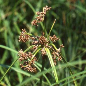 Scirpus microcarpus