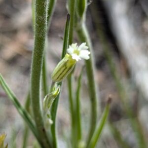 Silene drummondii