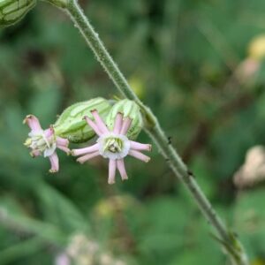 Silene scouleri