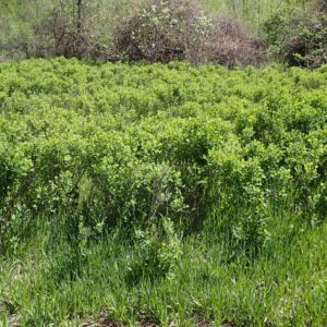 Symphoricarpos occidentalis