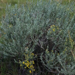 Tetradymia canescens