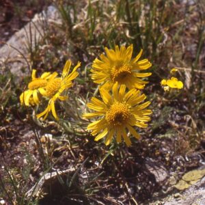 Tetraneuris grandiflora