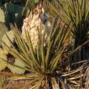 Yucca baccata