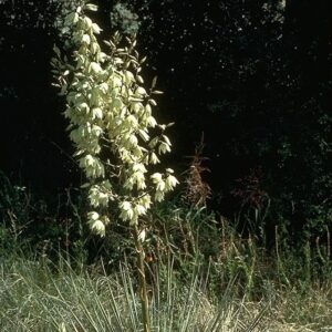 Yucca glauca