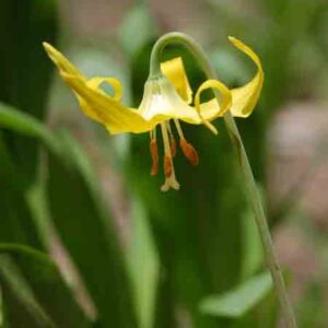 Erythronium grandiflorum