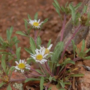 Townsendia grandiflora