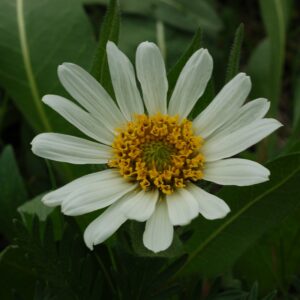 Wyethia helianthoides